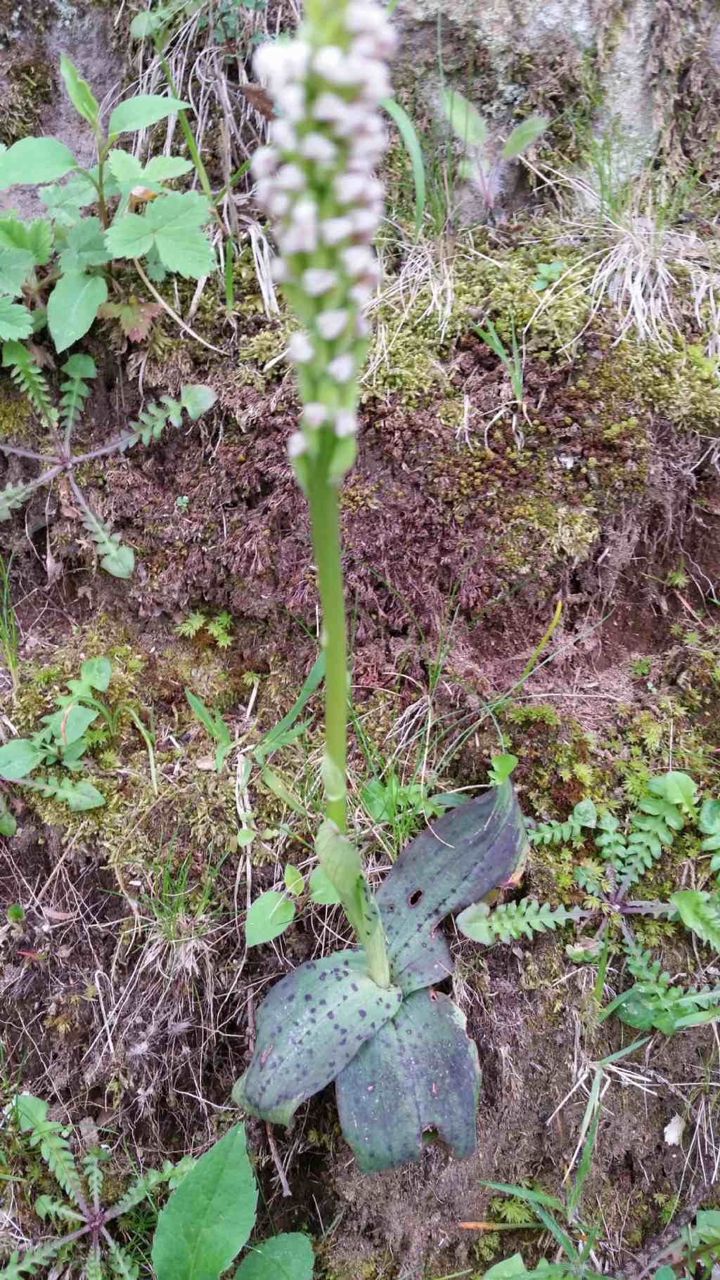 Neotinea maculata (Orchidaceae)